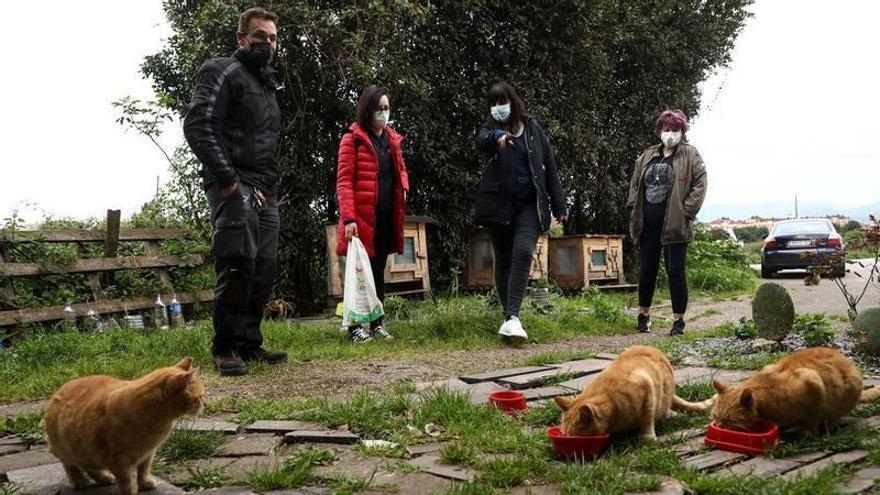 A vueltas con el gato: &quot;Es un alarmante problema para la fauna silvestre&quot;, concluye un nuevo estudio