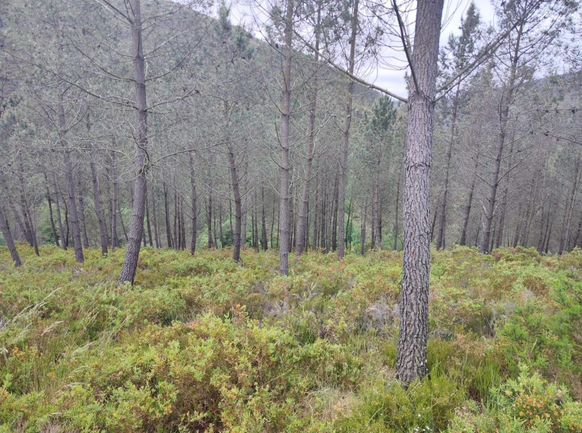 Plantación de pino del país en el Monte Coco, en Zobra.