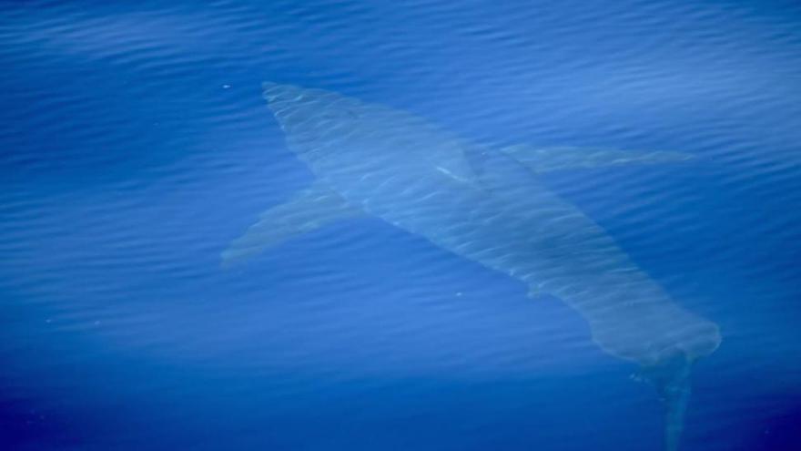 Avistado en Cabrera el primer tiburón blanco filmado en España en 30 años