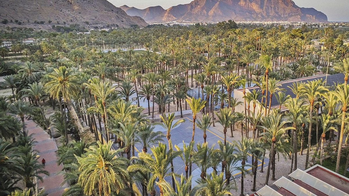 View of the Orihuela palm grove, the second with the most specimens in Europe, after Elche. View of the Orihuela palm grove, the second with the most specimens in Europe, after Elche.