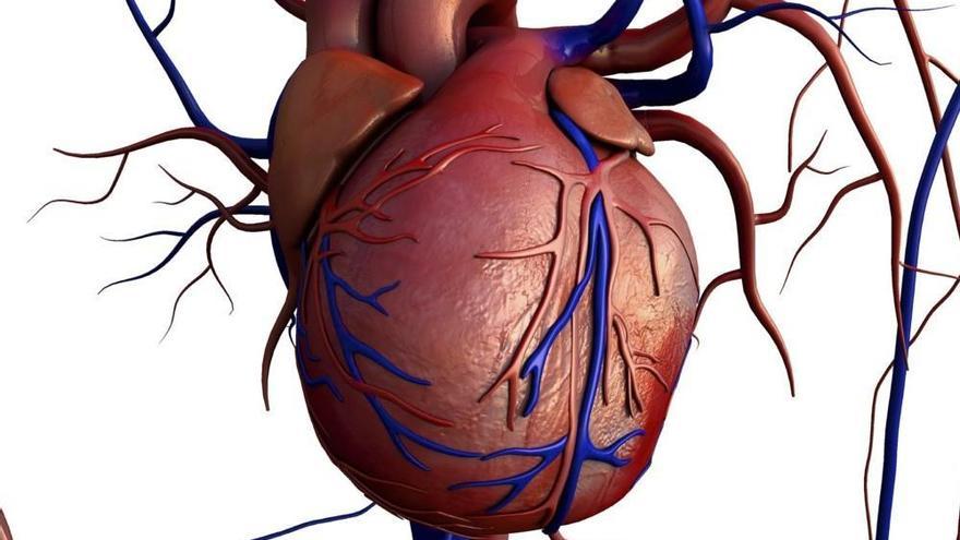 La ubicación final del corazón comienza a establecerse durante la fase embrionaria.