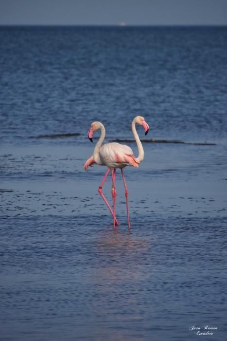 Flamencos en el Mar Menor