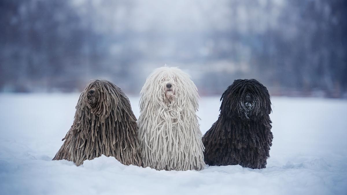 Razas raras de perro: Puli