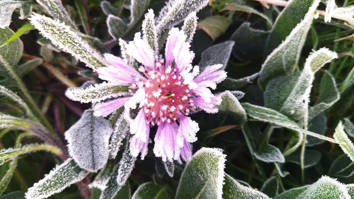 Una flor helada en la partida de Lluca de Xàbia