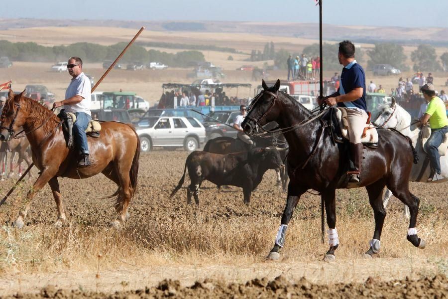 Encierro campero en Moraleja del Vino