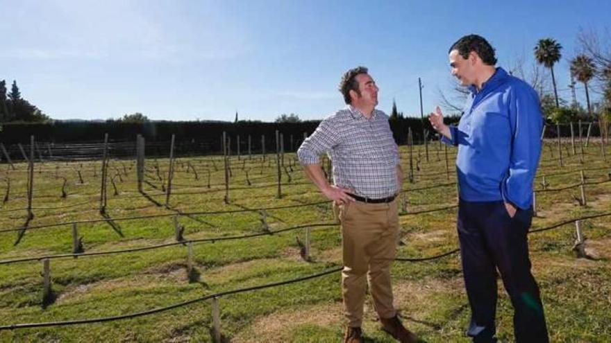 L&#039;Alfàs suscribe la denominación de origen de Alicante para proteger el patrimonio vinícola