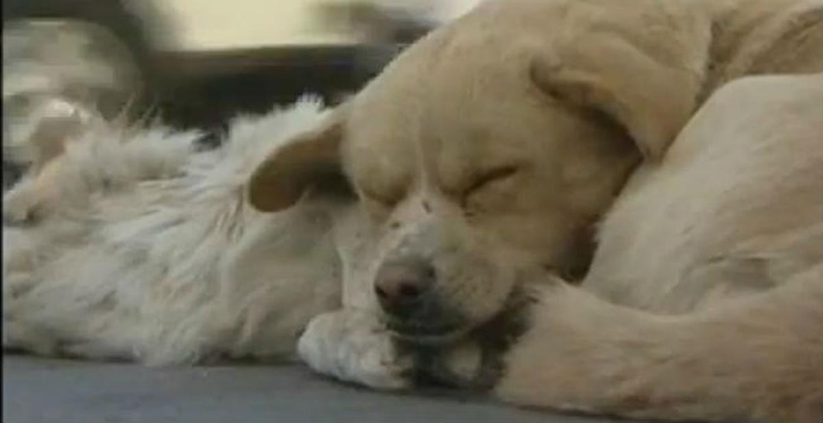Un can permanece junto a su amigo, un perro atropellado.