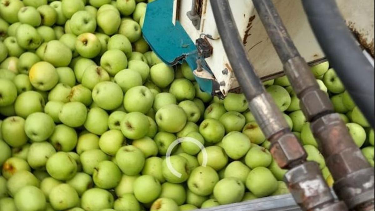 La collita de la poma, un treball invisible però essencial