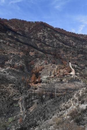 15-10-19 SUPLEMENTOS. ZONA CUMBRERA. ZONA CUMBRERA. Reportaje zonas quemadas tras dos meses. Reportaje triple entrega sobre el paisaje quemado, al cumplirse dos meses. La primera parte será Los tesosos de la Cumbre, en plan más positivo, con los brotes verdes, lugares que visitar. Un segundo con los héroes sin capa, sus protagonistas y una tercera con Lo que el fuego se llevó o Lo perdido, la parte más triste.  Fotos: Juan Castro.  | 15/10/2019 | Fotógrafo: Juan Carlos Castro