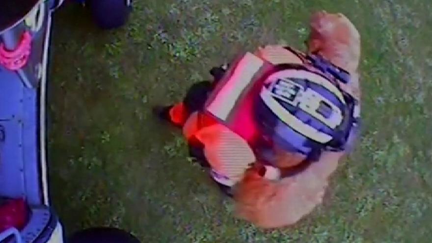 Vídeo: Rescate de película a un perro llamado Leo tras caer por un acantilado