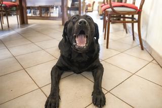 Bongo, el perro enfermo de Tossa, podrá volver a bañarse en el mar