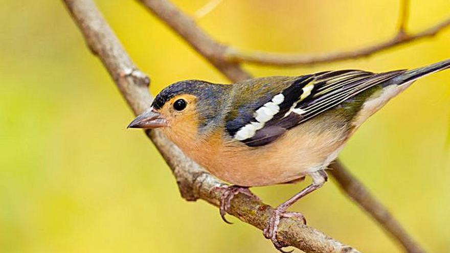 La “fringilla coelebs bakeri” encontrada en Gran Canaria.