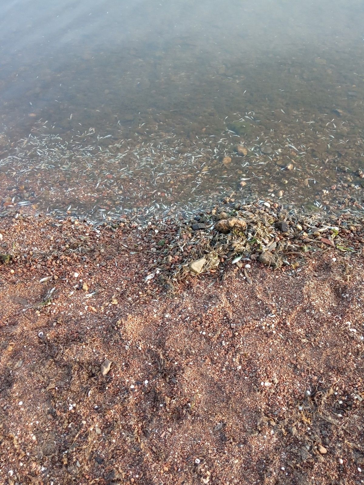 Miles de peces muertos aparecen a orillas del Mar Menor