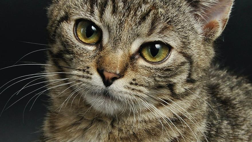 Per a què serveixen els bigotis dels gats: Un sisè sentit?