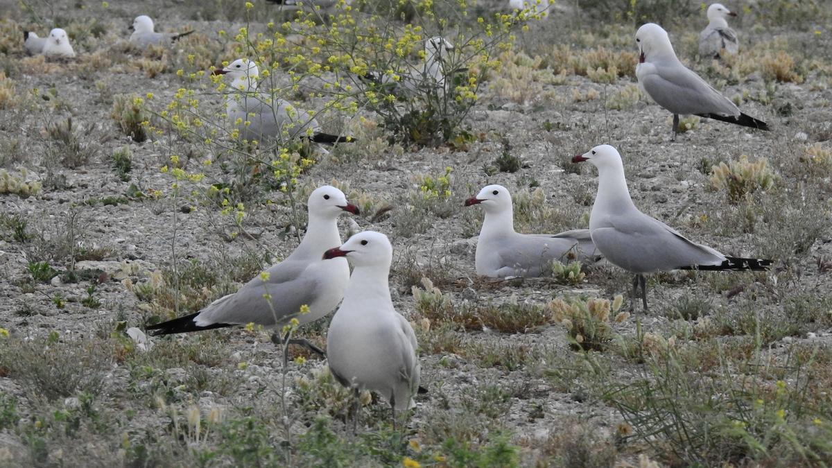 Gaviotas Audouin