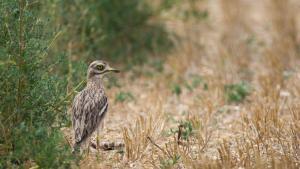 Un ejemplar de alcavarán común.