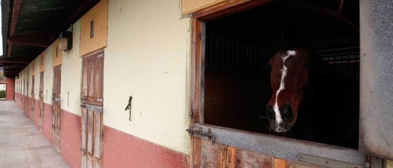 Uno de los caballos que permanecían en El Asturcón en noviembre del año pasado.