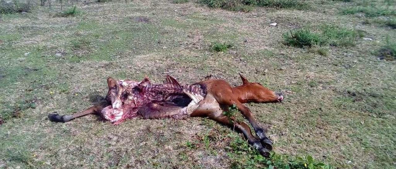 Estado en el que quedó el potro atacado en la finca, vallada con malla ganadera.