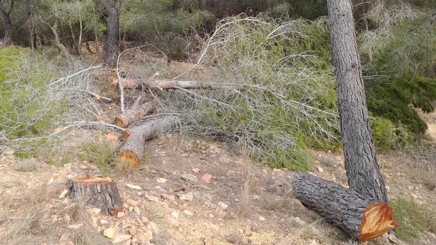 Xàtiva pide la retirada de los pinos talados en la sierra por la limpieza de tendidos eléctricos