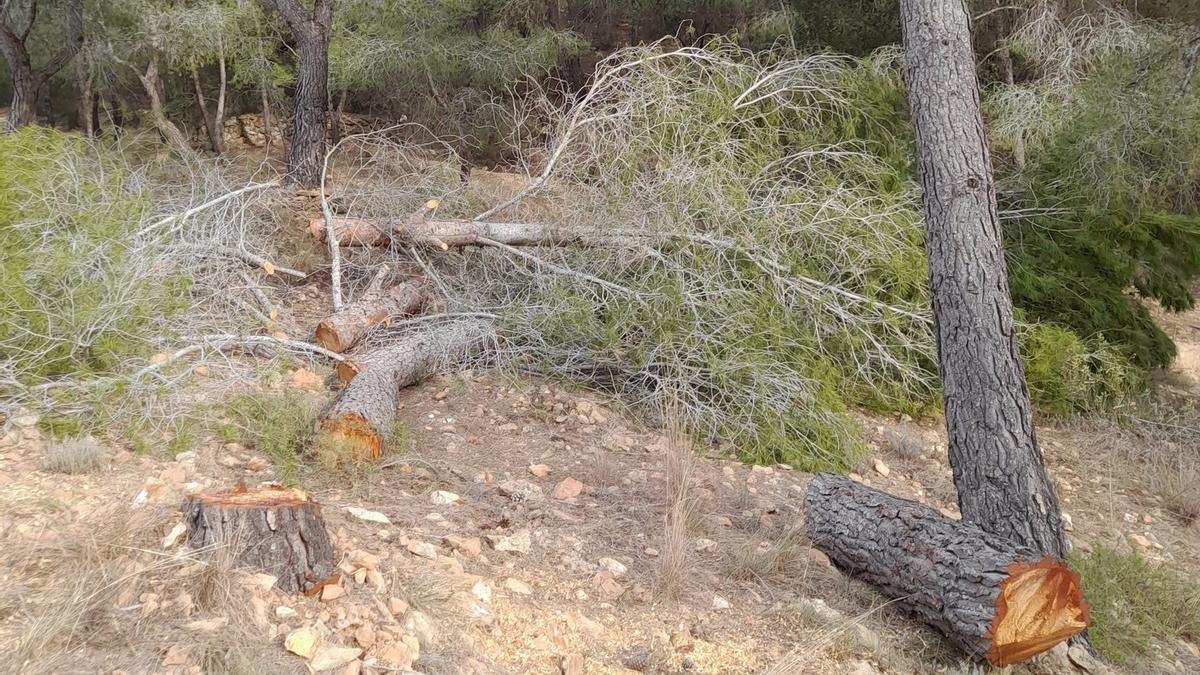 Pinos talados en la parte trasera de Sant Onofre, en Xàtiva.