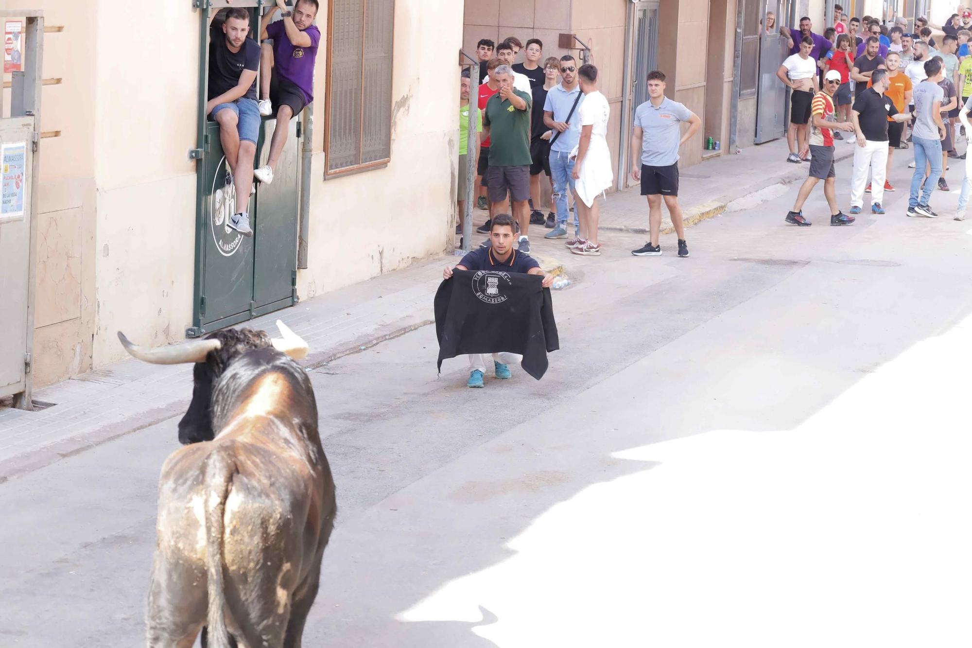 Exhibición de un toro cerril en las fiestas de Almassora