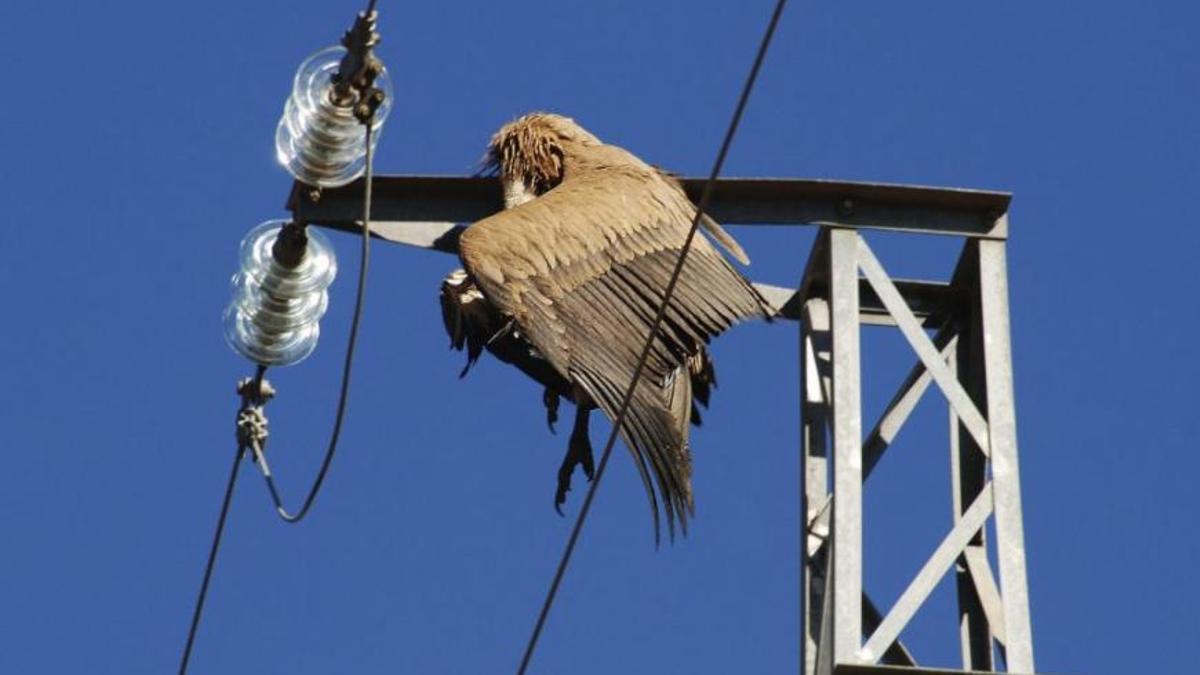 Un buitre leonado electrocutado en un tendido eléctrico.