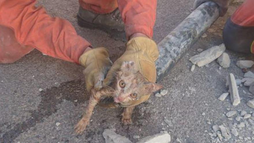 Los bomberos rescatan a un gato de una tubería en Cheste