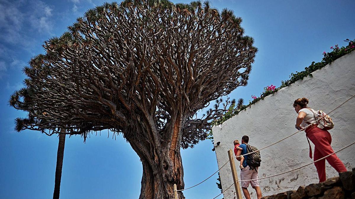 Es una de las principales atracciones turísticas de Tenerife. Con una edad que ronda los 700 años, es un hermoso ejemplar de drago canario, con una estampa única. Hay una leyenda que dice que cuando este drago florece, ese año vendrán riquezas.