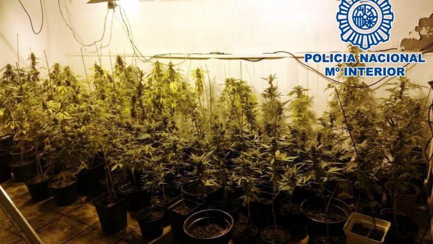 La Policía Nacional desmantela un cultivo indoor de marihuana en Cadrete y detiene a su responsable