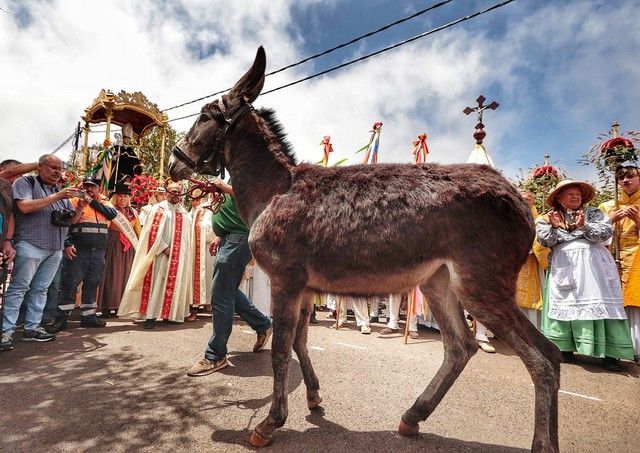 Feria de ganado y procesión por las Fiestas de San Benito en La Laguna, julio 2022