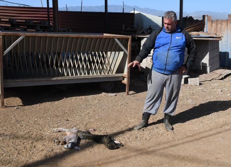 15/03/2019 TELDE.  Granja en la costa de Telde, donde unos perros matarón a una veintena de ovejas. Fotografa: YAIZA SOCORRO.  | 15/03/2019 | Fotógrafo: Yaiza Socorro