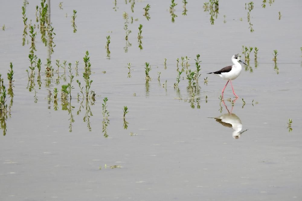 Flamencos y todo tipo de aves en la Laguna de Villena