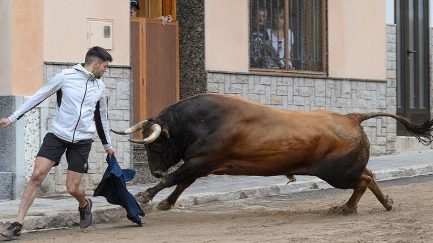 La Vall acogerá el primer congreso de ‘bous’ en abril