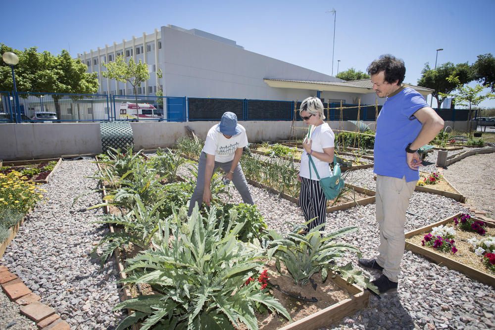 Hort interdisciplinari a l'IES Maltide Salvador de Castelló