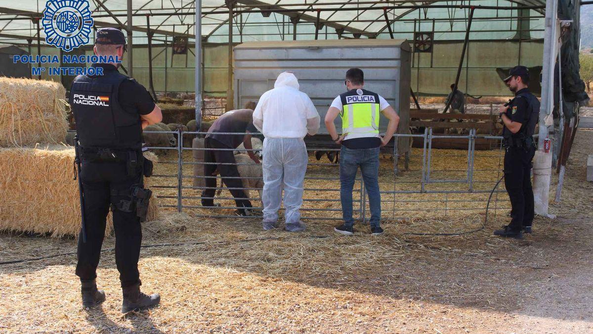 La Policía comprueba el estado de los animales de la finca.