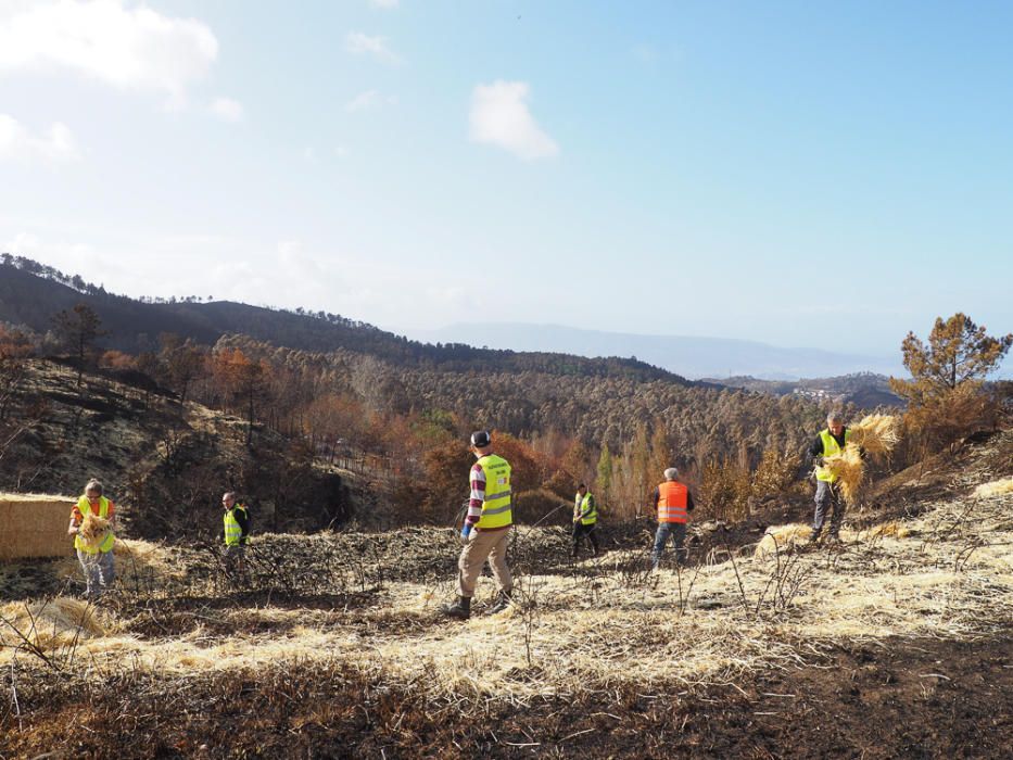 Incendios en Galicia | Paja para recuperar los mon