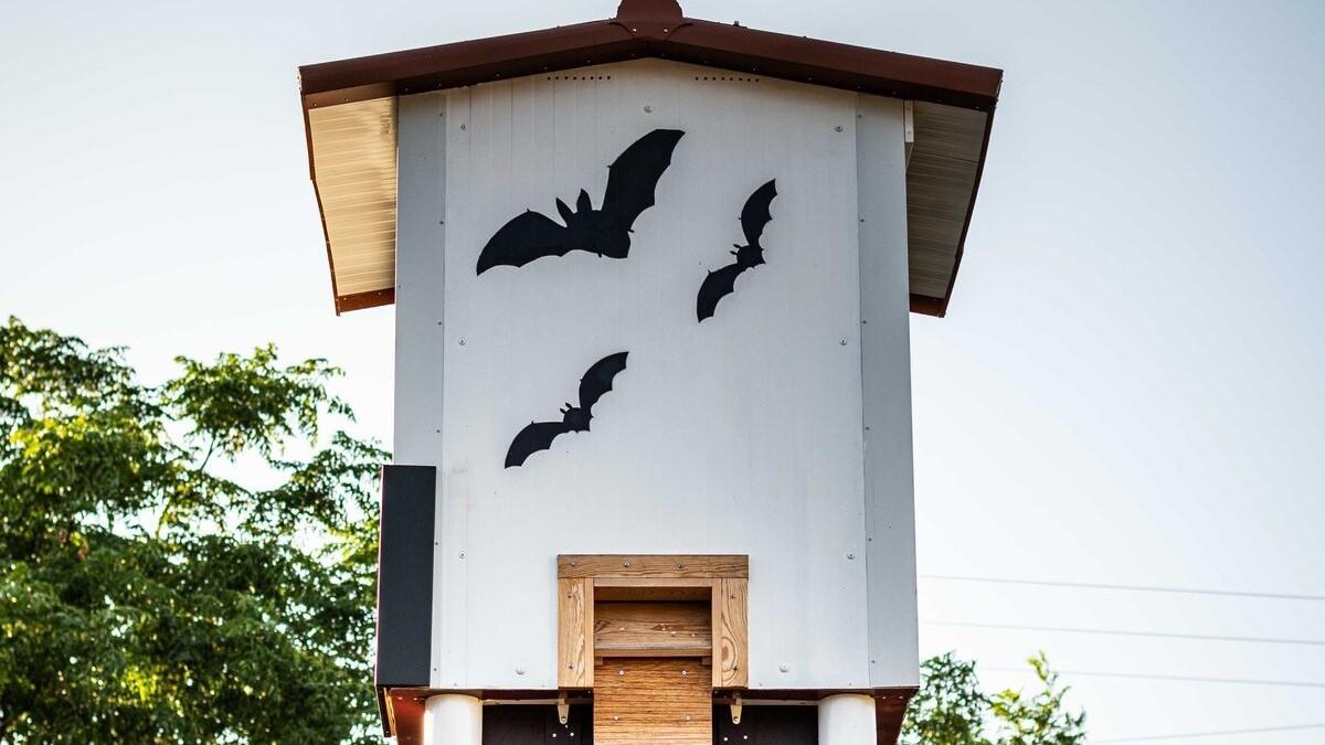 Una de la cajas para murciélagos instaladas en las viñas de Bodega Enguera.