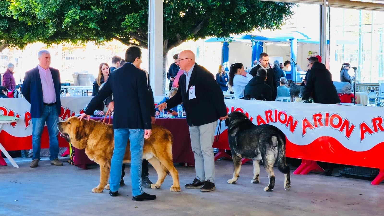 Más de 500 mascotas participan en la primera jornada del Concurso Internacional Canino en Torrent