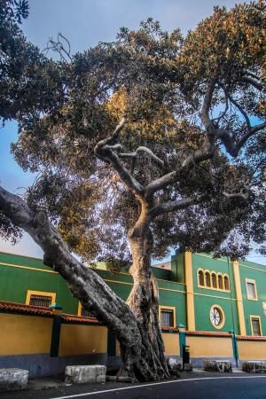 Árboles emblemáticos de Las Palmas de Gran Canaria