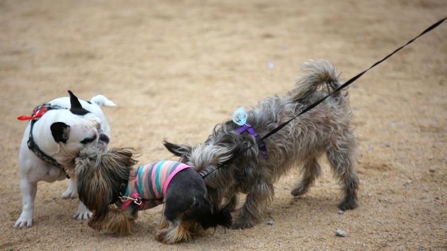 València obligará a los dueños de los perros a limpiar los orines con agua