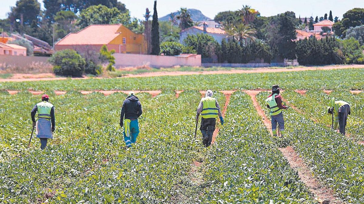 Varios jornaleros trabajan en el Campo de Cartagena en una imagen de archivo.