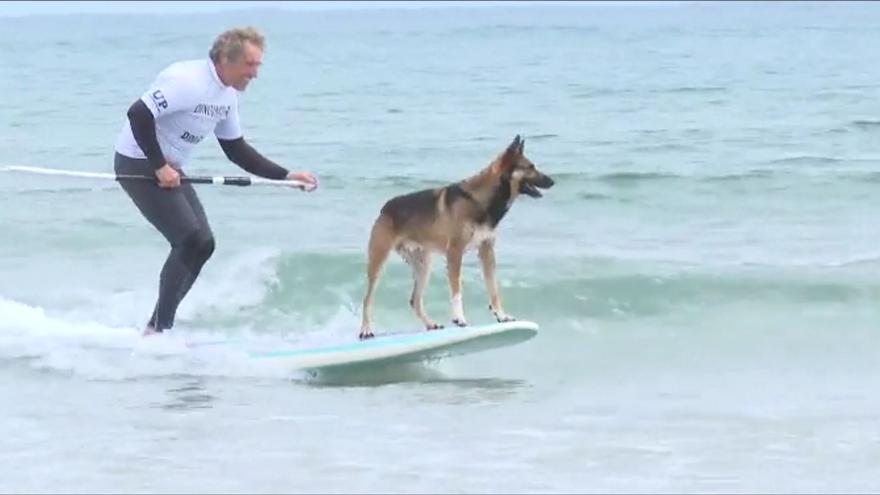 Los perros surfistas conquistan las olas en el Campeonato Europeo de DogSurf