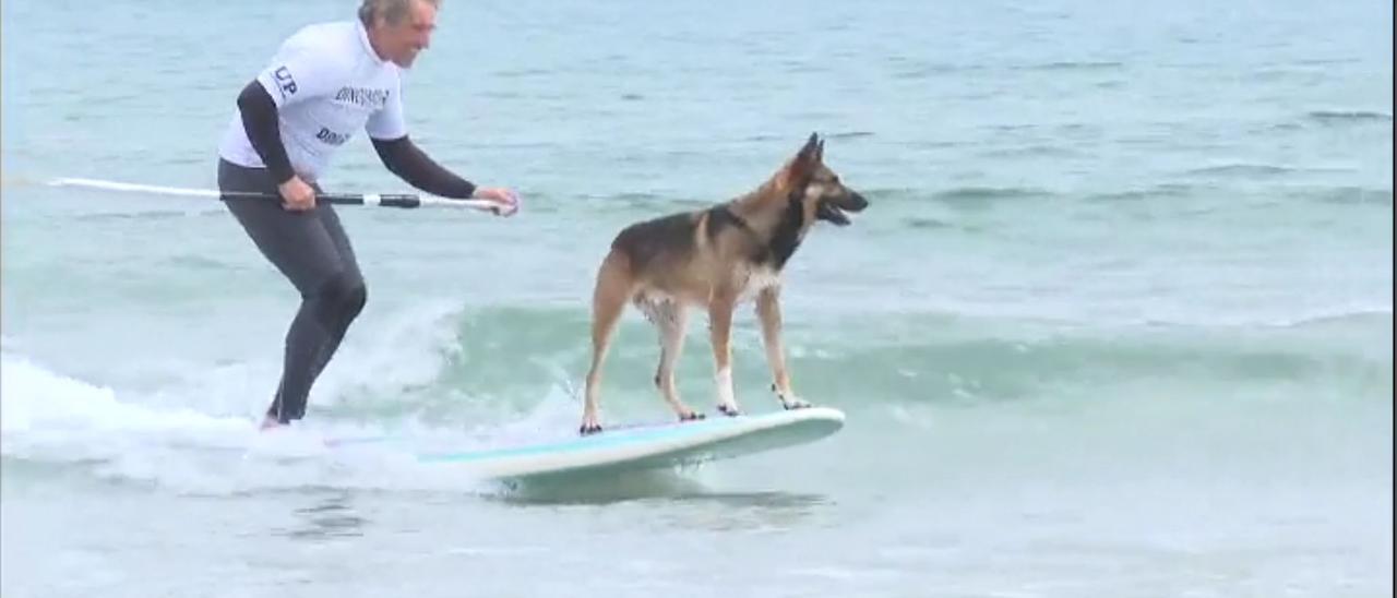Los perros surfistas conquistan las olas en el Campeonato Europeo de DogSurf
