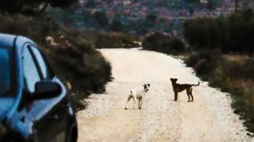 Los últimos ataques de perros en la provincia de Alicante