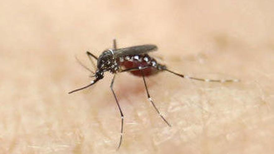 Un nuevo caso de virus zika en España