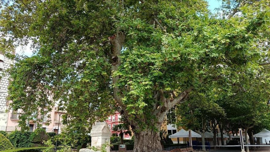El plátano de Biar pierde una gran rama por un fenómeno "extremo" e "imprevisible"