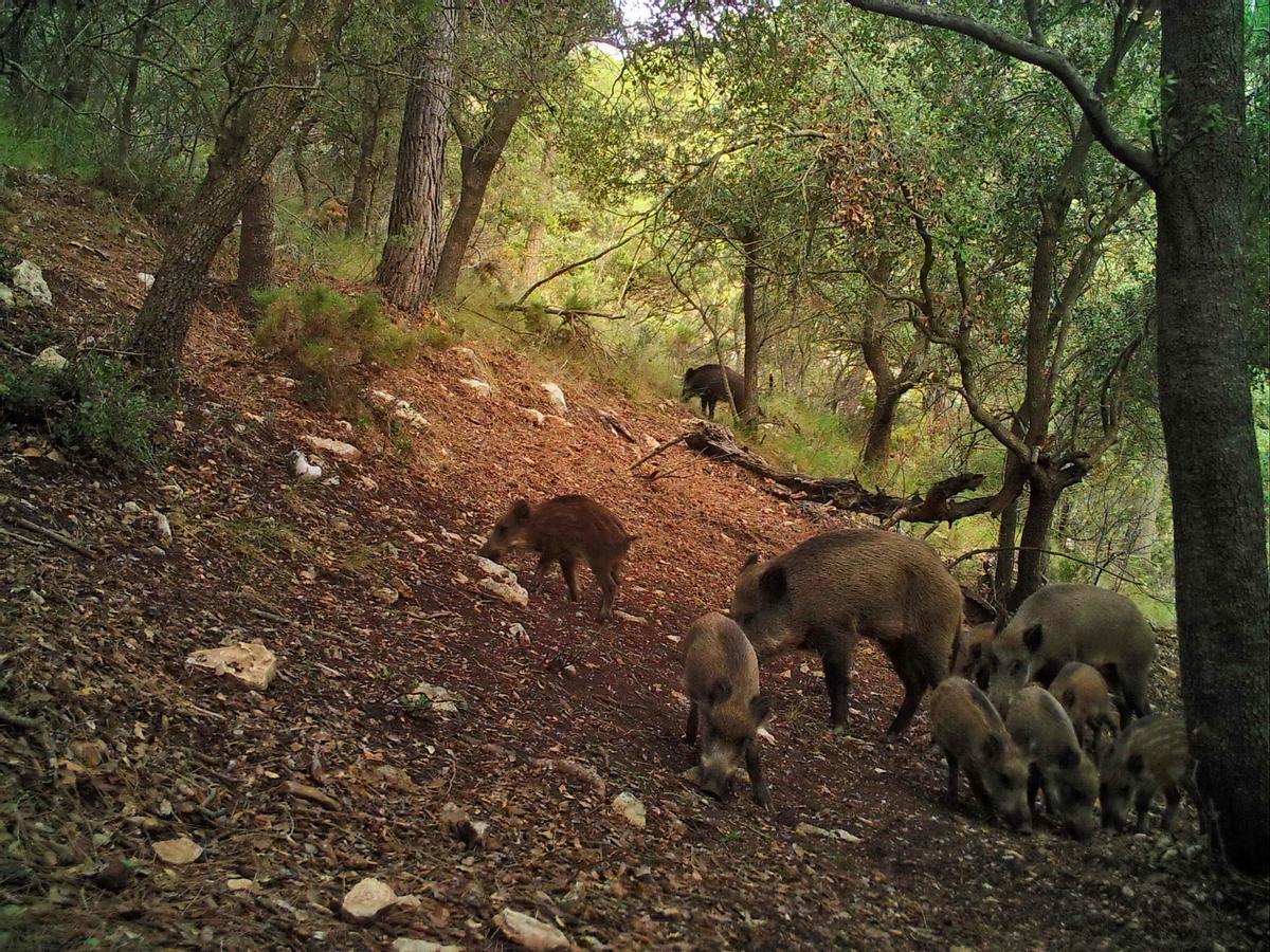 Jabalíes en La Carrasqueta