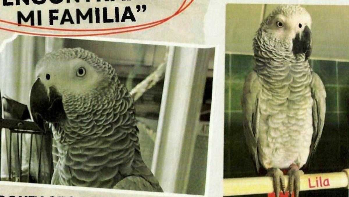 Lila, una hembra de loro yago perdida en Sant Joan Despí (Barcelona).