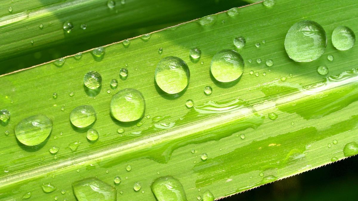 Los beneficios del agua de lluvia para regar las plantas de interior.