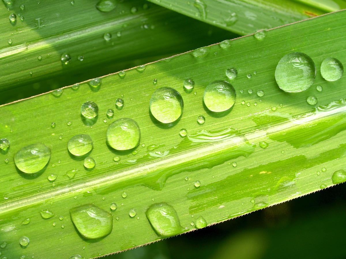 Los beneficios del agua de lluvia para regar las plantas de interior.